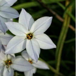 Ipheion - Ifejon - Alberto Castillo - 10 szt.