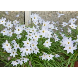 Ipheion - Ifejon - Alberto Castillo - 10 szt.