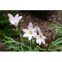 Ipheion - Ifejon - Charlotte Bishop - 10 szt.