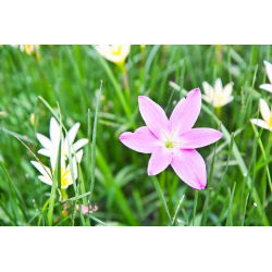 Ipheion - Ifejon - Charlotte Bishop - 10 szt.