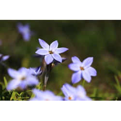 Ipheion - Ifejon - Rolf Fiedler - 10 szt.