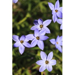 Ipheion - Ifejon - Rolf Fiedler - 10 szt.