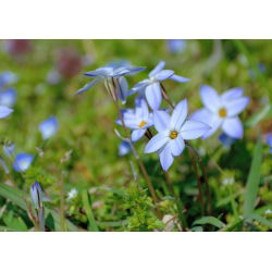 Ipheion - Ifejon - Rolf Fiedler - 10 szt.