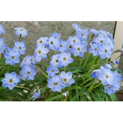 Ipheion - Ifejon - Rolf Fiedler - 10 szt.