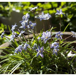 Ipheion - Ifejon - Uniflorum - 10 szt.