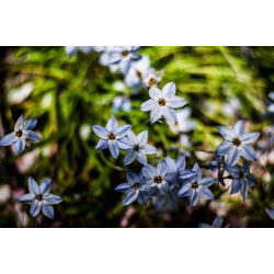 Ipheion - Ifejon - Uniflorum - 10 szt.