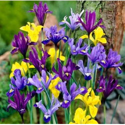 Irys botaniczny mix - 10 szt.