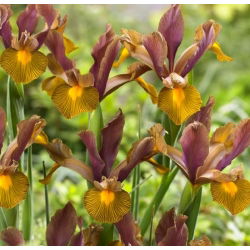 Irys holenderski - Lion King - 10 szt.