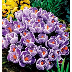 Krokus King of the Striped - 10 szt.