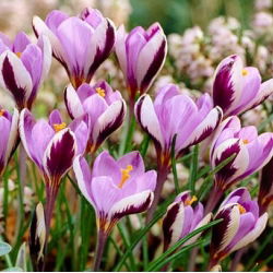 Krokus Minimus - 10 szt.