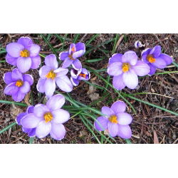 Krokus Minimus - 10 szt.