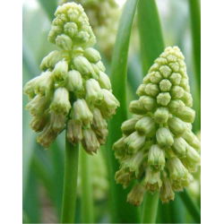 Szafirek zielony - Muscari Bellevalia Green Pearl - 5 szt.