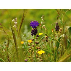 Szafirek miękkolistny - Muscari Comosum - 5 szt.