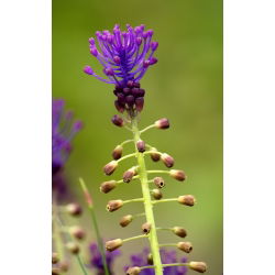 Szafirek miękkolistny - Muscari Comosum - 5 szt.