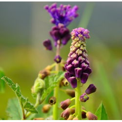 Szafirek miękkolistny - Muscari Comosum - 5 szt.