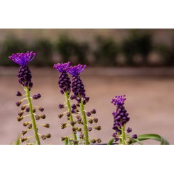 Szafirek miękkolistny - Muscari Comosum - 5 szt.