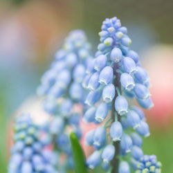 Szafirek Ester - 10 szt.