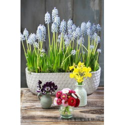 Szafirek Ester - 10 szt.