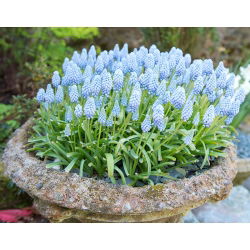 Szafirek Ester - 10 szt.