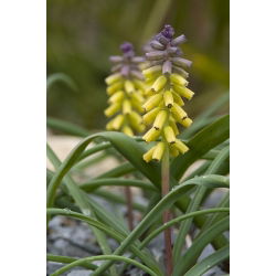 Szafirek złoty - Muscari Golden Fragrence - 3 szt.