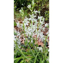 Śniedek zwisły - Ornithogalum nutans - 10 szt.