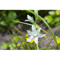 Śniedek zwisły - Ornithogalum nutans - 10 szt.