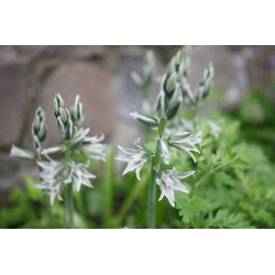 Śniedek zwisły - Ornithogalum nutans - 10 szt.