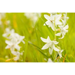 Śniedek zwisły - Ornithogalum nutans - 10 szt.