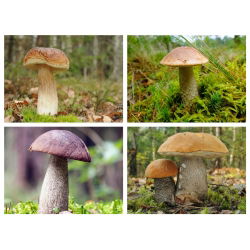 Zestaw grzybów pod brzozy - 4 gatunki - grzybnia