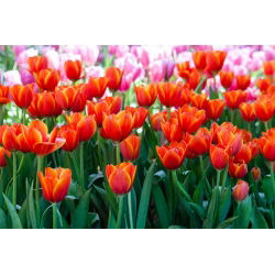 Tulipan Annie Schilder - opak. 5 szt.