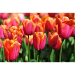 Tulipan Annie Schilder - opak. 5 szt.