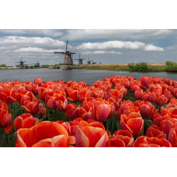 Tulipan Annie Schilder - opak. 5 szt.