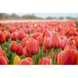 Tulipan Annie Schilder - opak. 5 szt.