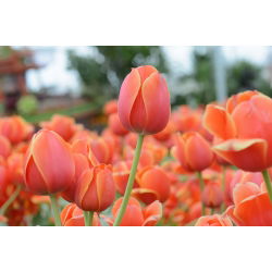 Tulipan Annie Schilder - opak. 5 szt.