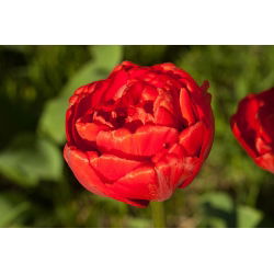 Tulipan Abba - opak. 5 szt.
