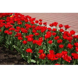 Tulipan Abba - opak. 5 szt.