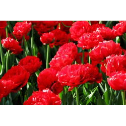 Tulipan Abba - opak. 5 szt.