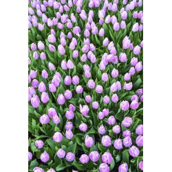 Tulipan Alibi - opak. 5 szt.