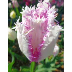 Tulipan Aria Card - opak. 5 szt.