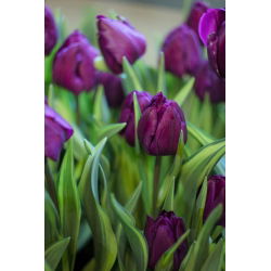 Tulipan Baby Blue - opak. 5 szt.