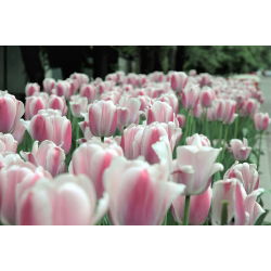 Tulipan Beau Monde - opak. 5 szt.
