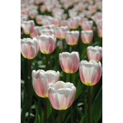 Tulipan Beau Monde - opak. 5 szt.