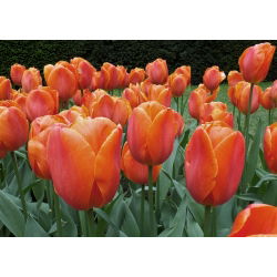 Tulipan Brown Sugar - opak. 5 szt.