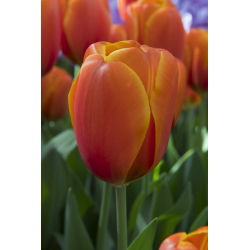Tulipan Brown Sugar - opak. 5 szt.