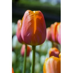 Tulipan Brown Sugar - opak. 5 szt.