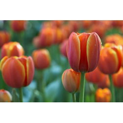 Tulipan Brown Sugar - opak. 5 szt.