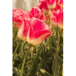 Tulipan Candy Corner - opak. 5 szt.