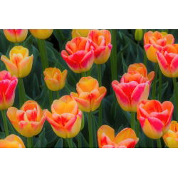 Tulipan Candy Corner - opak. 5 szt.