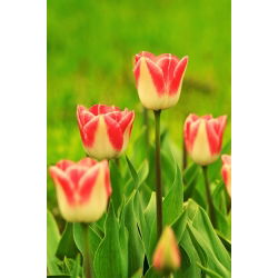 Tulipan Candy Corner - opak. 5 szt.