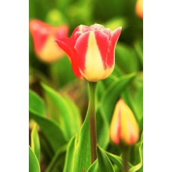 Tulipan Candy Corner - opak. 5 szt.